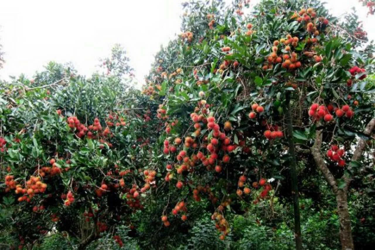 Vườn trái cây Cần Thơ - 9 Hồng