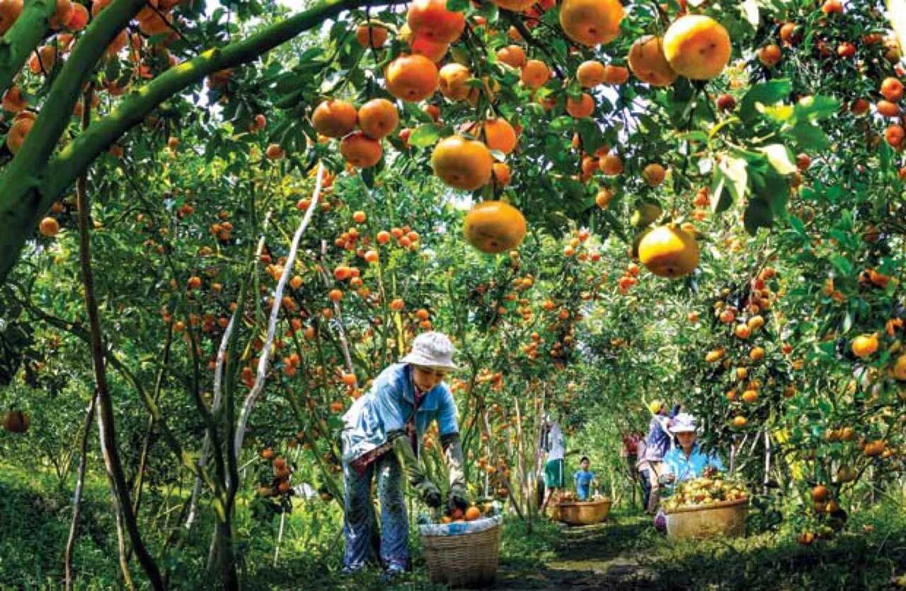 Vườn trái cây Cần Thơ nổi tiếng - Vườn Cồn Sơn 