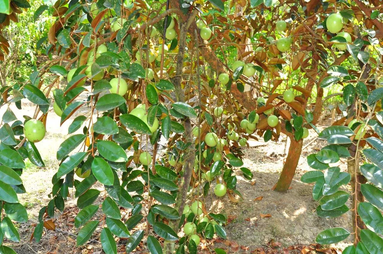 Vườn trái cây Hoàng Anh Phong Điền