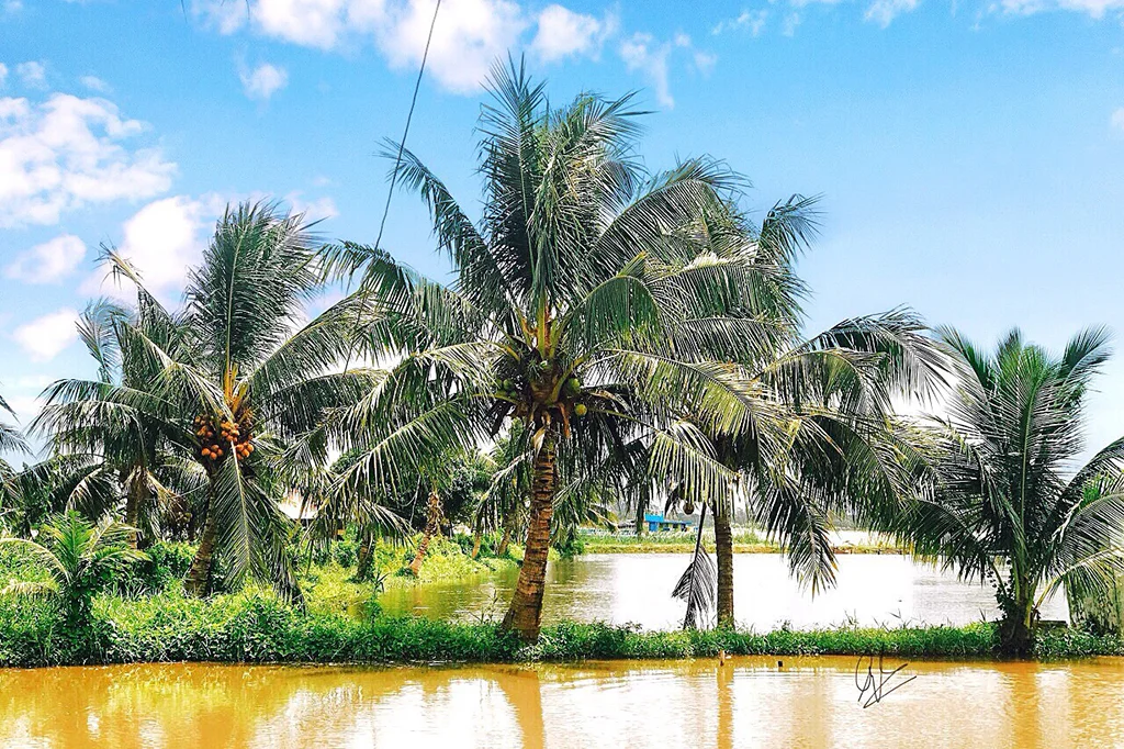 Vườn dừa Tân Lộc